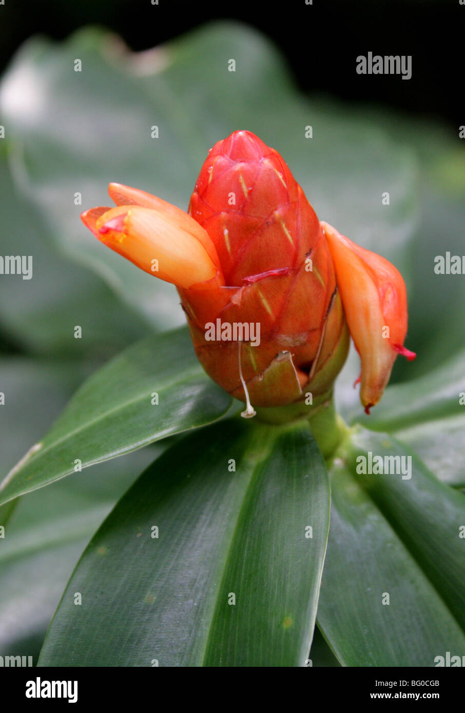 Costus scaber, Costaceae, Tropical North, South and Central America. Stock Photo