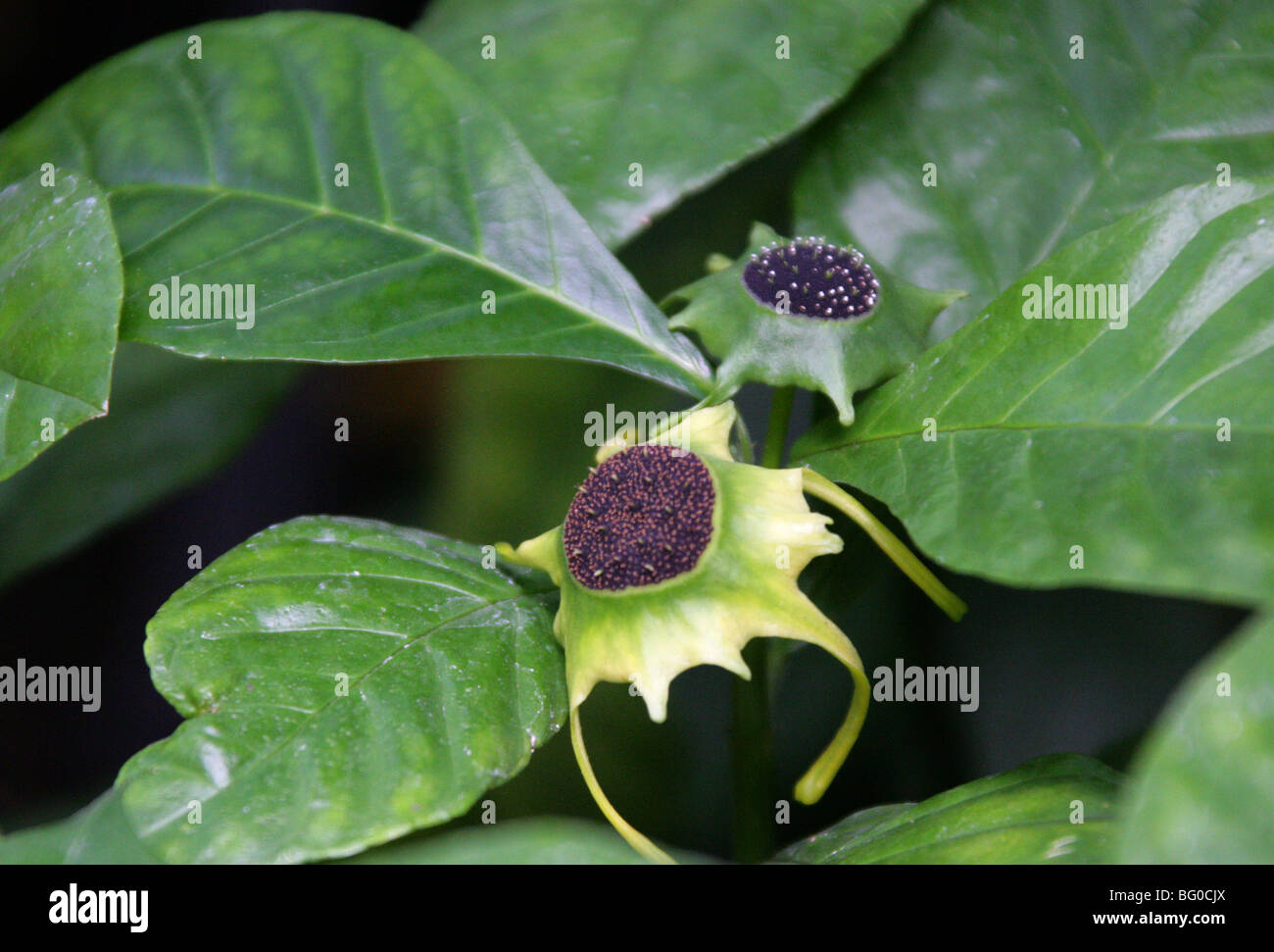 Dorstenia barteri var. multiradiata, Moraceae, West Africa Stock Photo