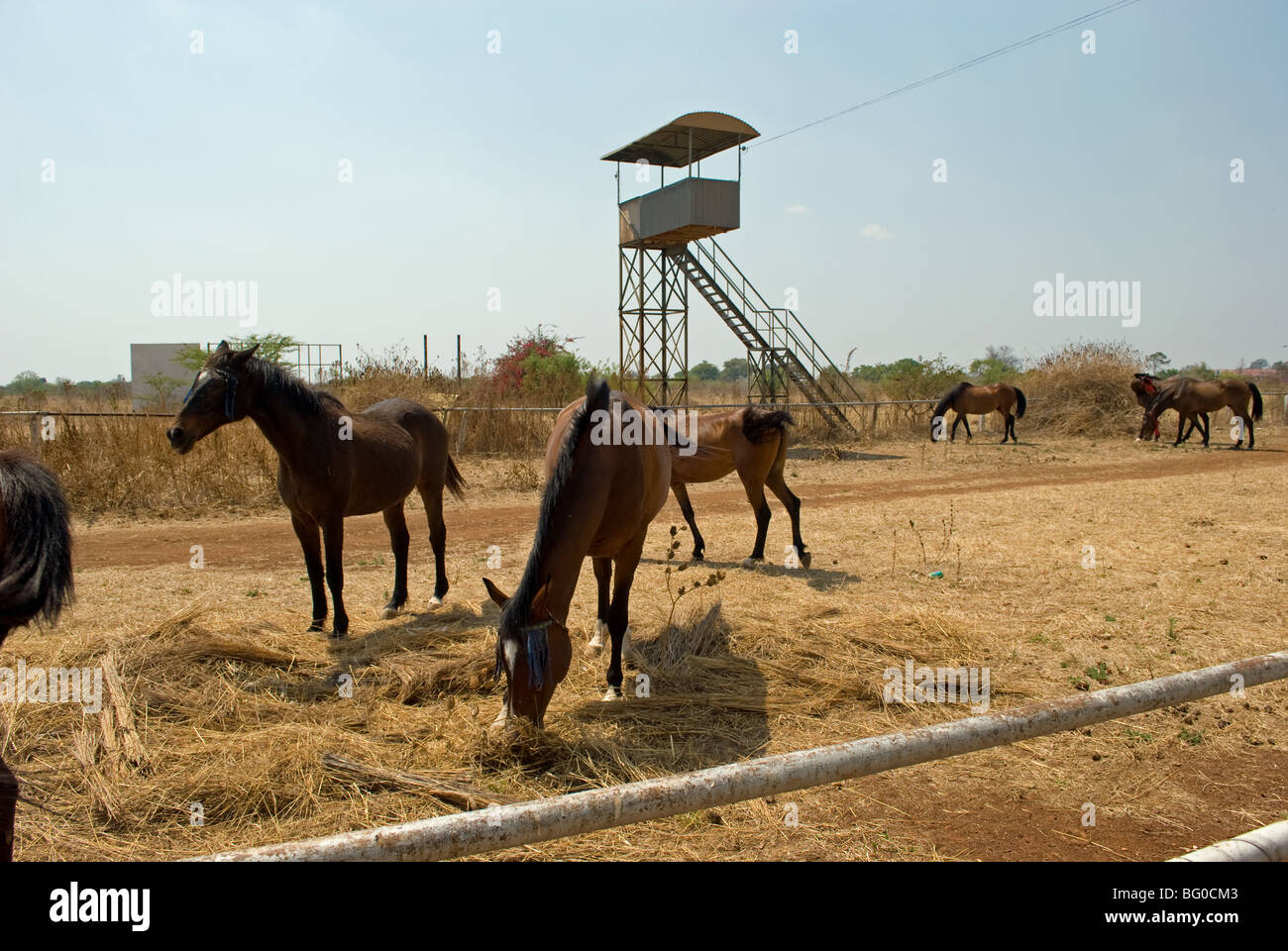 Ascot bulawayo hires stock photography and images Alamy