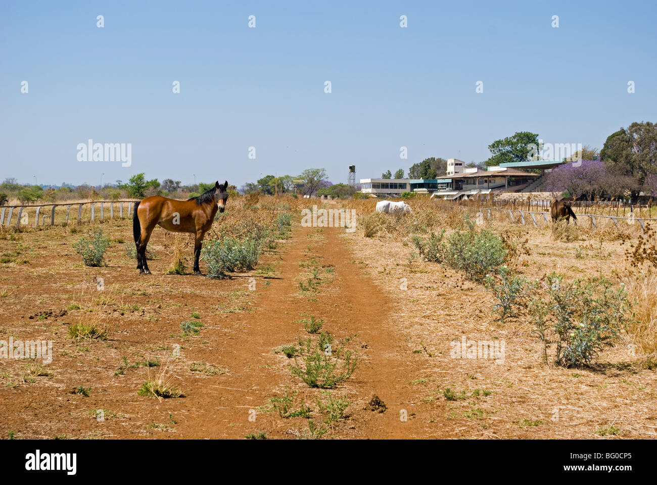 Ascot bulawayo hires stock photography and images Alamy