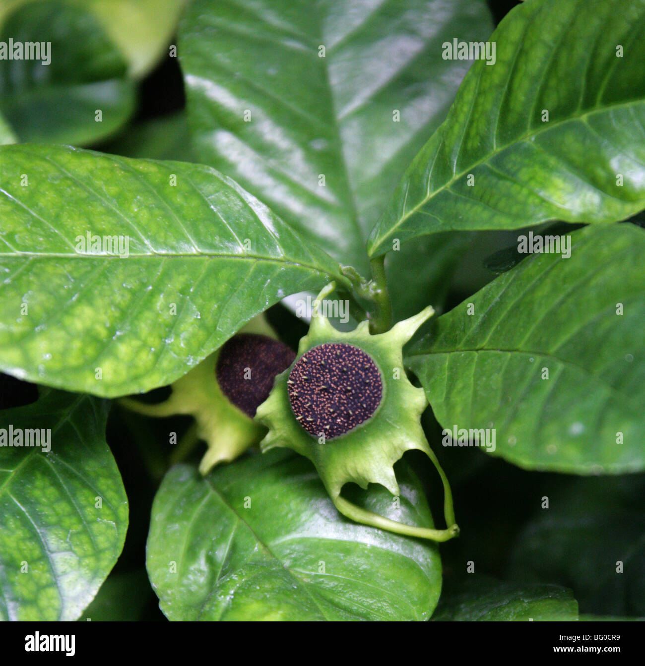Dorstenia barteri var. multiradiata, Moraceae, West Africa Stock Photo