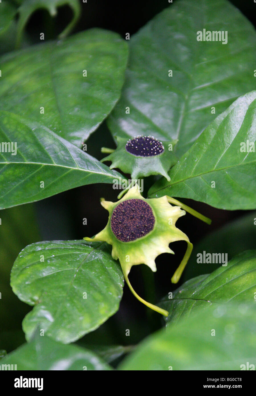 Dorstenia barteri var. multiradiata, Moraceae, West Africa Stock Photo