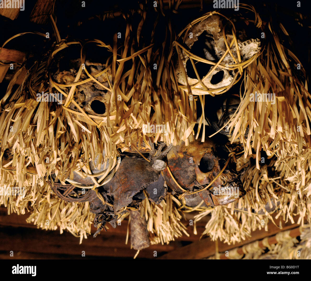 Trophy skulls from headhunting hang on display in a Longhouse gallery in Sarawak, Borneo, Malaysia, Southeast Asia, Asia Stock Photo
