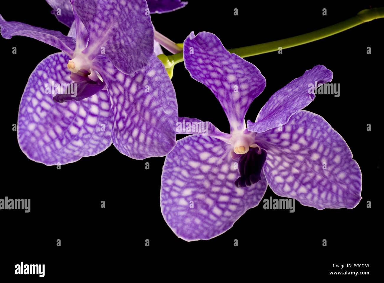 Vanda Pakchong Blue orchid against a black background hybrid of Vanda coerulea Stock Photo