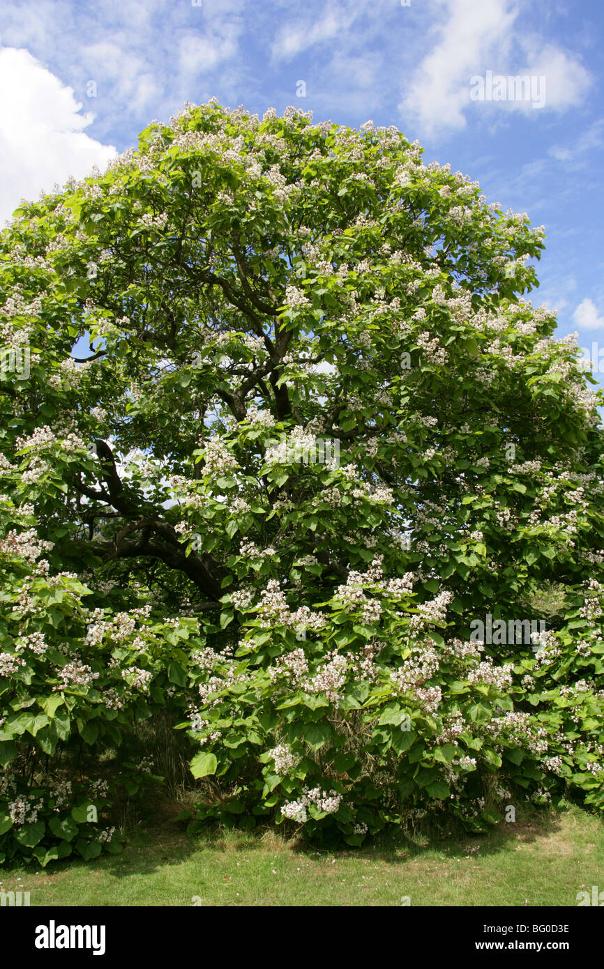 Indian Bean Tree, Catalpa bignonioides, Bignoniaceae, South East USA, North America Stock Photo