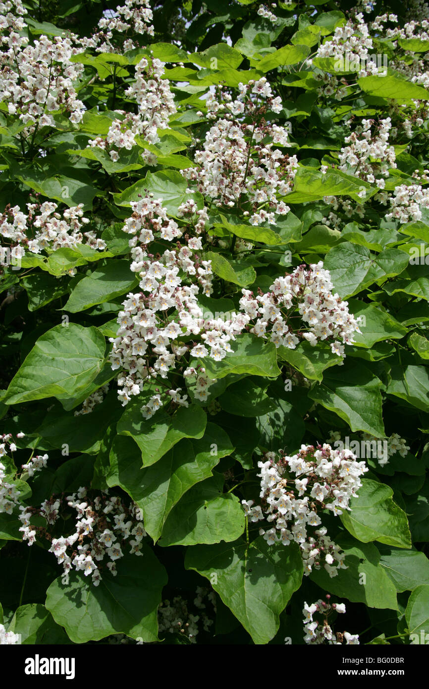 Indian Bean Tree, Catalpa bignonioides, Bignoniaceae, South East USA, North America Stock Photo