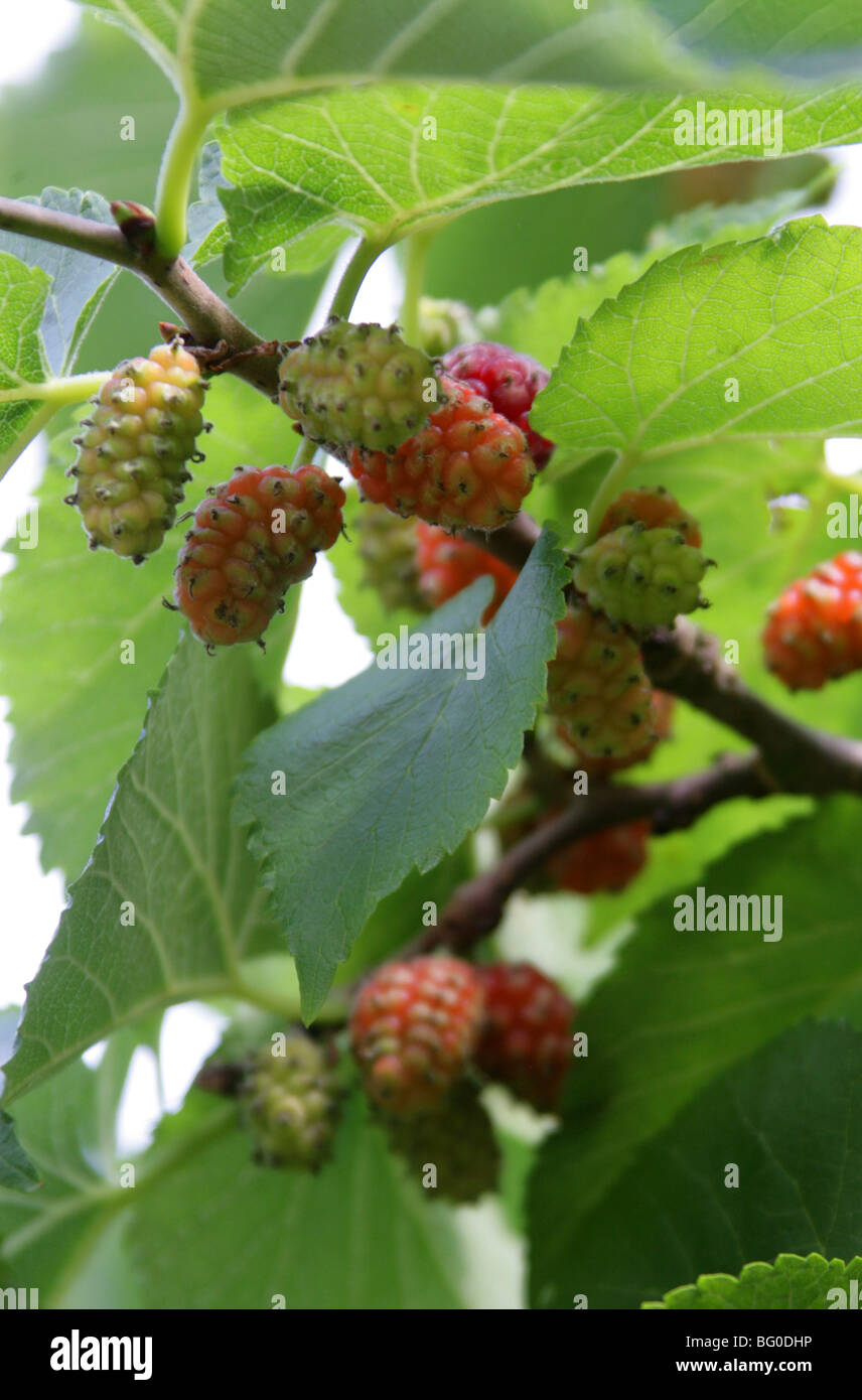 Black Mulberry Tree and Fruit, Morus nigra, Moraceae, West Asia Stock Photo