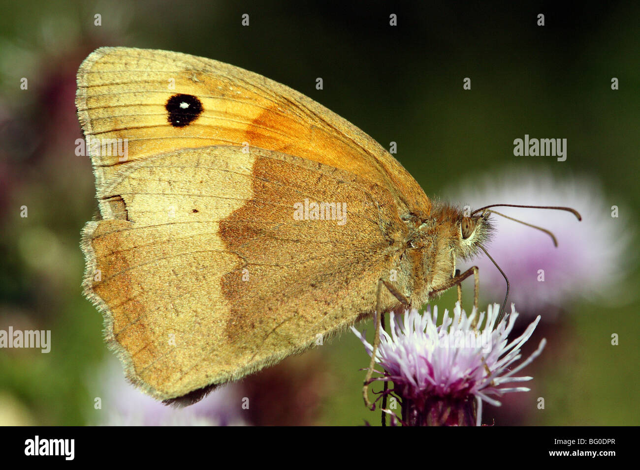 Meadow Brown Butterfly Maniola jurtina Family Nymphalidae a grassland species Stock Photo