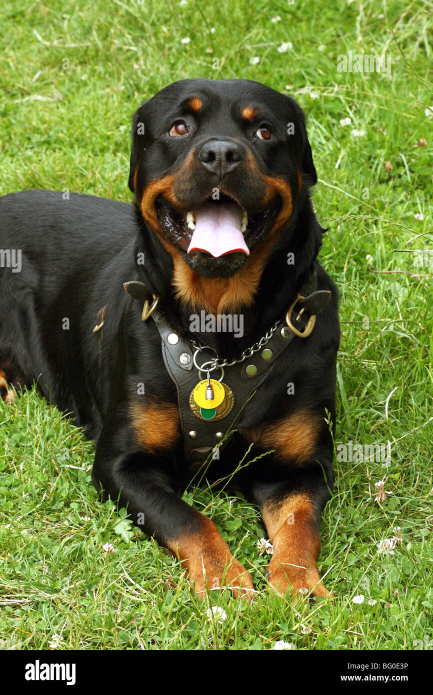 what are rottweilers used for