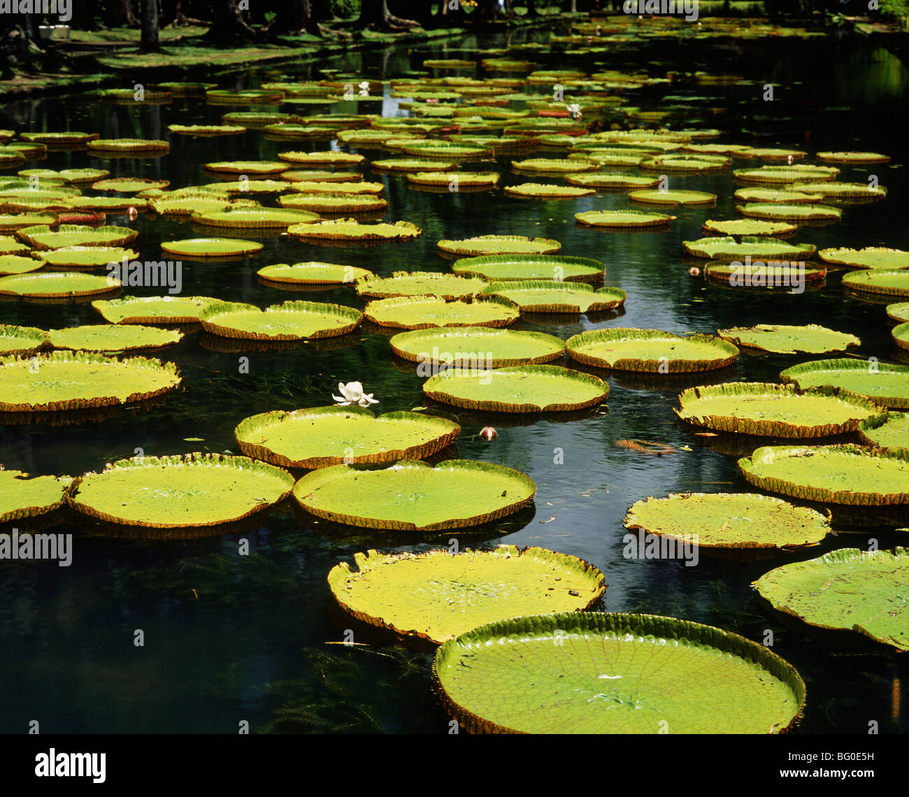Victoria Regina Pond in the Pamplemousses Botanic Garden, Mauritius, Africa Stock Photo