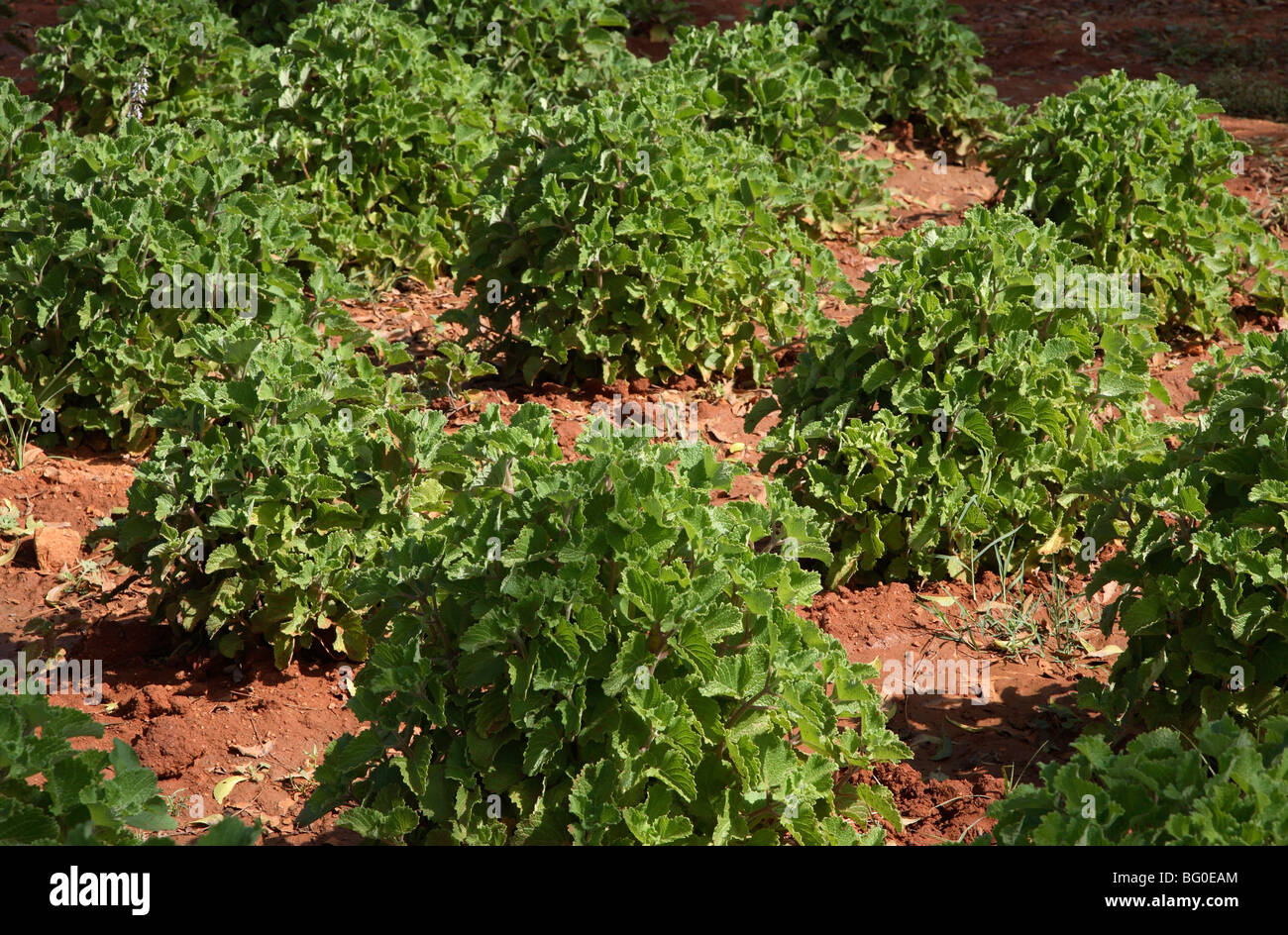 Ambu (Coleus Zeylanicus), which has anti-bacterial, deodorizing and cooling properties Stock Photo