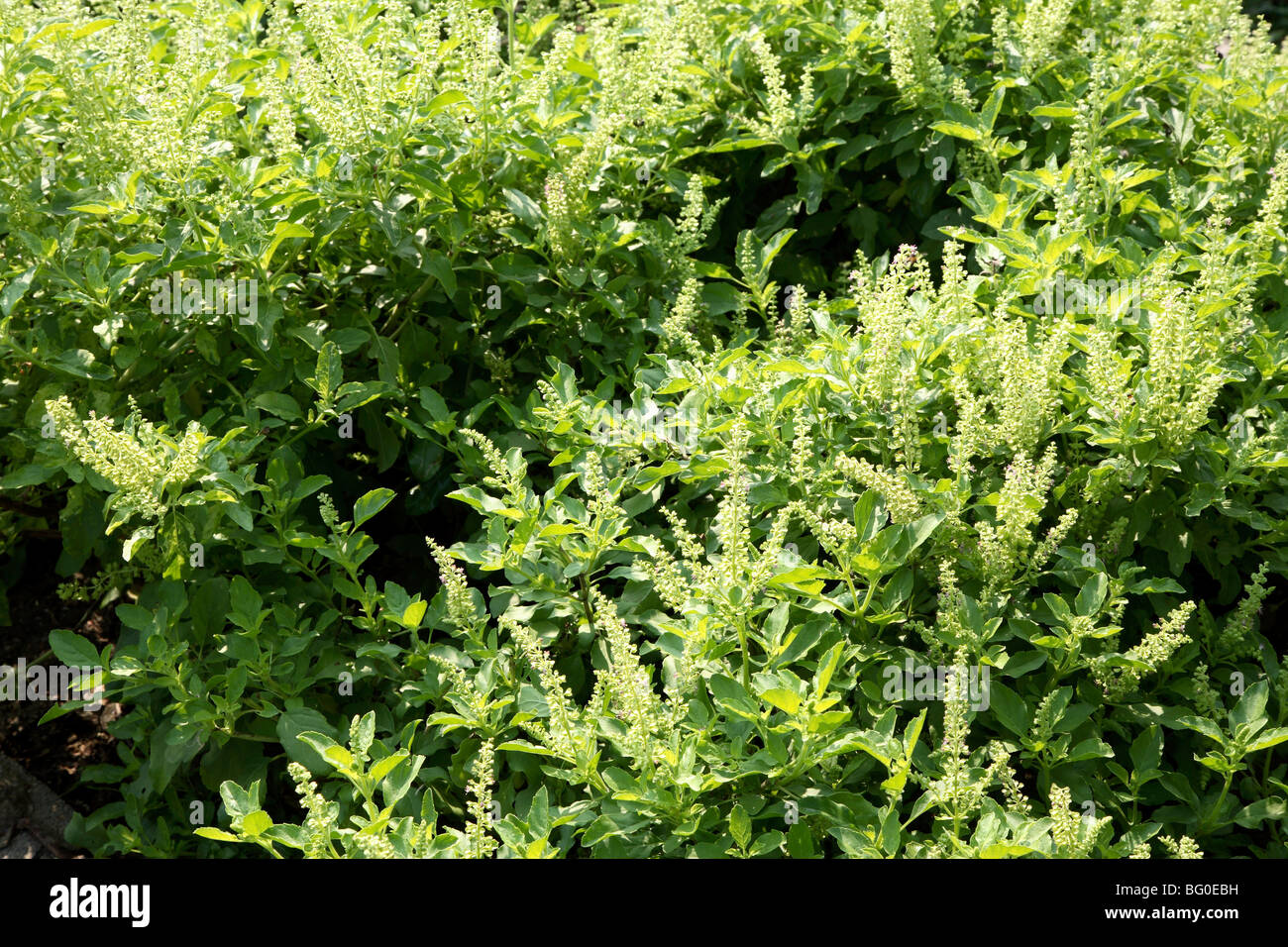 Basil, used in cooking and herbal medicine Stock Photo Alamy