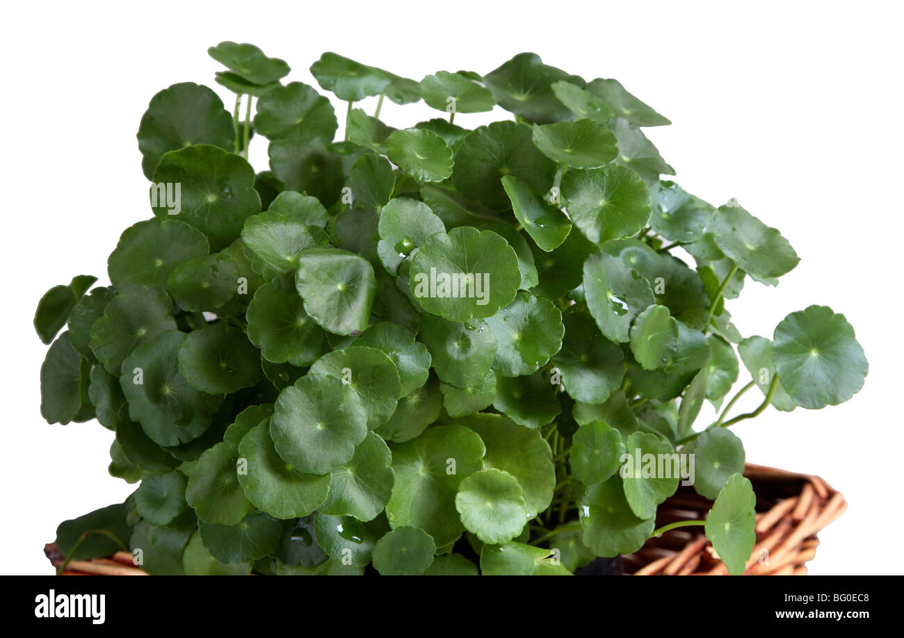 Brahmi leaves (Centella Asiatica), used for abdominal disorders, reduction of scarring, leprosy and epilepsy Stock Photo