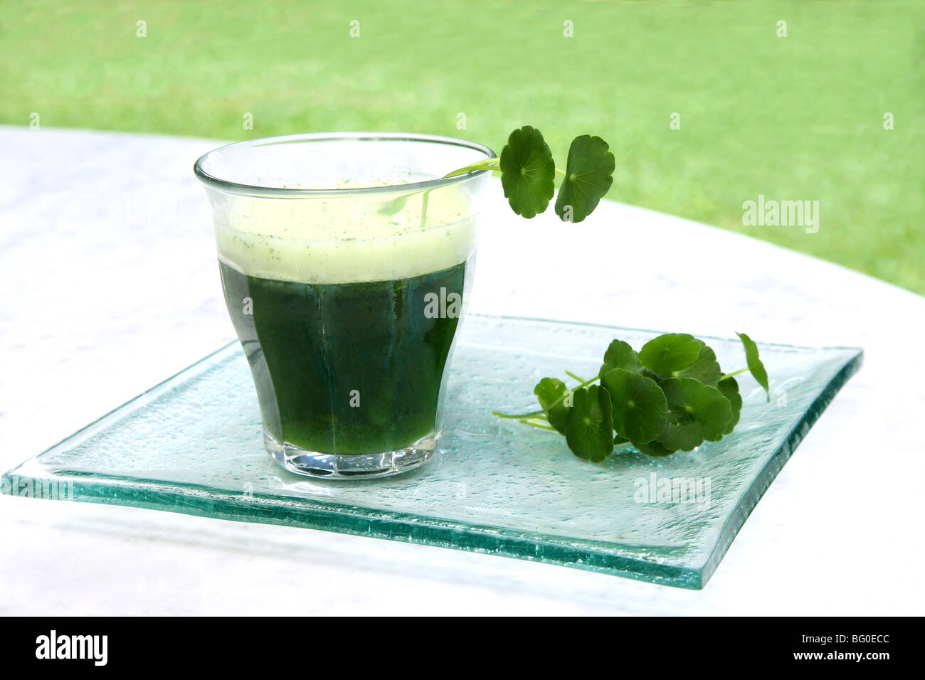 Brahmi leaves (Centella Asiatica) and a drink made from it used for abdominal disorders Stock Photo