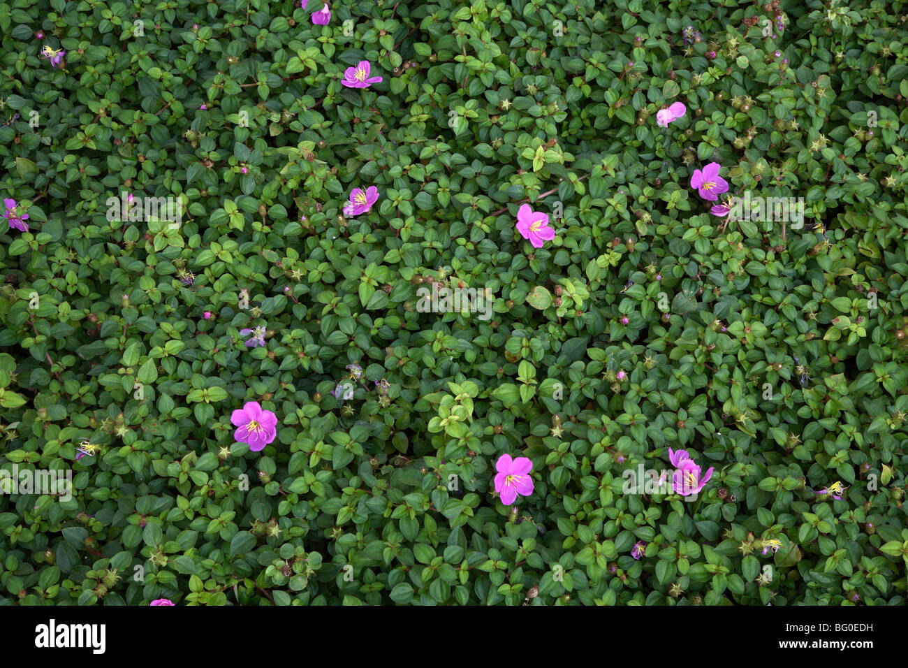 Indian rhododendron hi-res stock photography and images - Alamy
