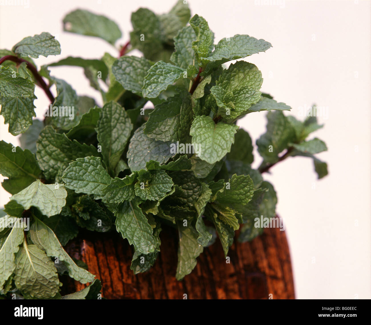 Mentha Arvensis (Mint), used for headaches, rheumatism, neuralgia, and in teas to prevent vomiting Stock Photo