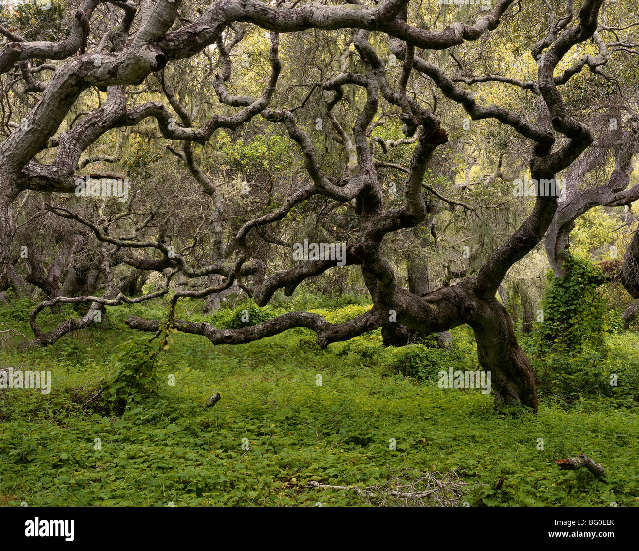 CALIFORNIA Coast Live Oaks in Los Osos Oaks State Reserve near Morro