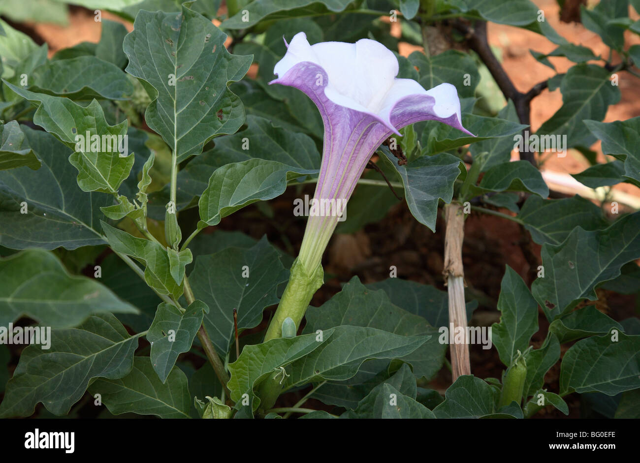 Datura Stramonium L. (Thorn Apple) (Shivpriya), which has intoxicating, ametic, digestive and healing qualities Stock Photo