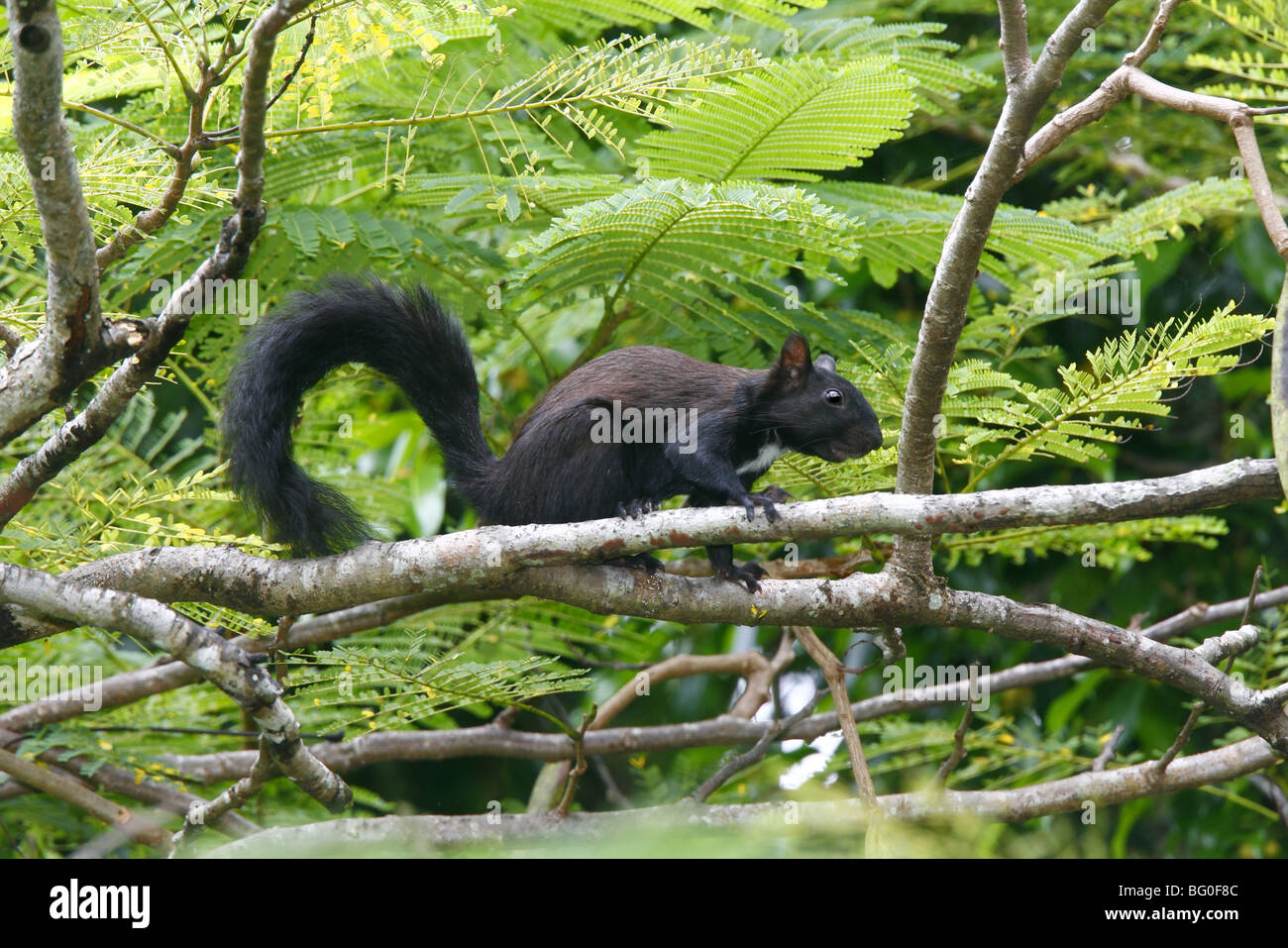 Variegated Squirrel black morph Stock Photo