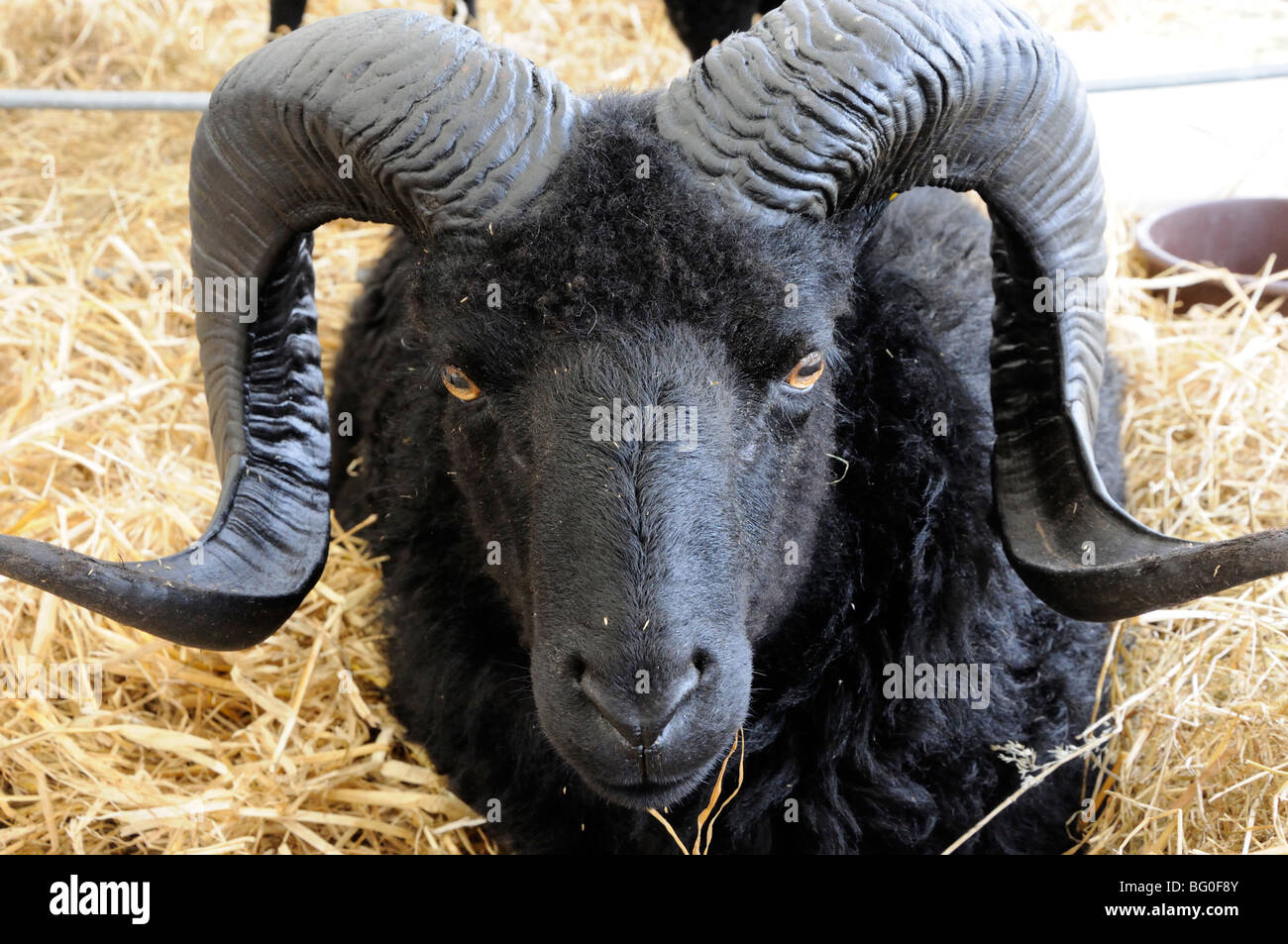 black sheep horns
