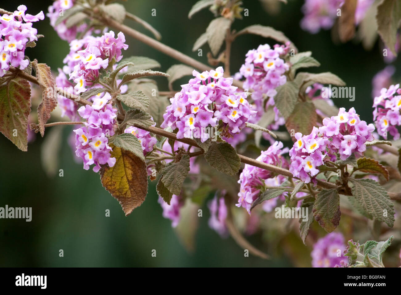 Pink lantana bush in bloom Stock Photo