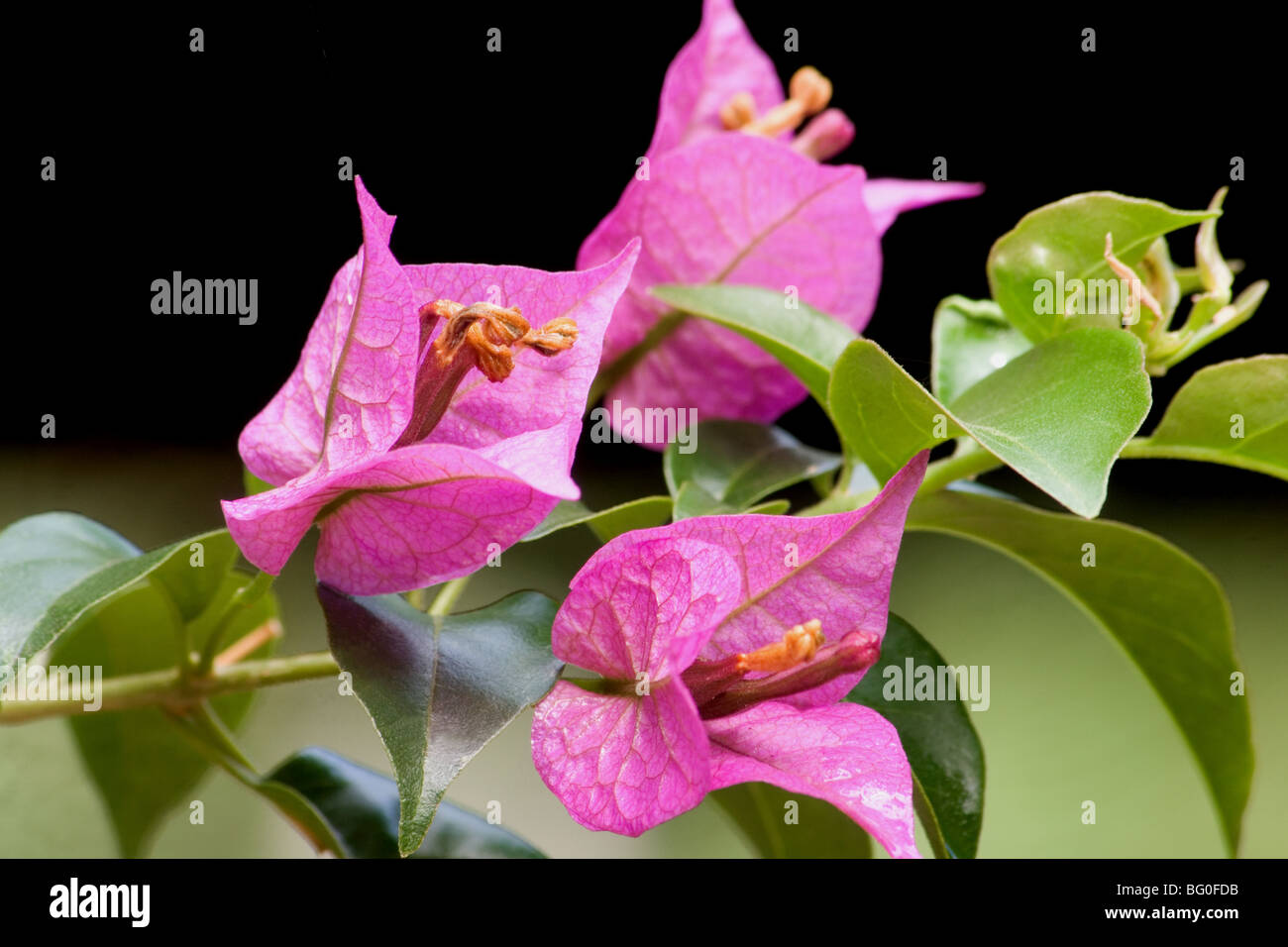 Close-up of pink bougainvillea in bloom Stock Photo
