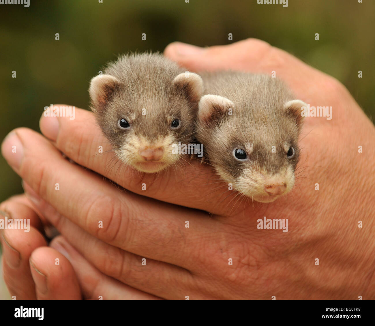 Ferrets hi res stock photography and images Alamy
