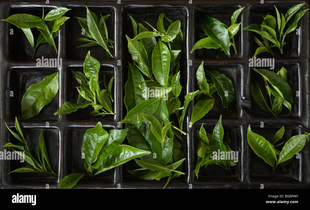 Tea Leaves at BOH Tea Plantation, Cameron Highlands, Malaysia, Southeast Asia, Asia Stock Photo