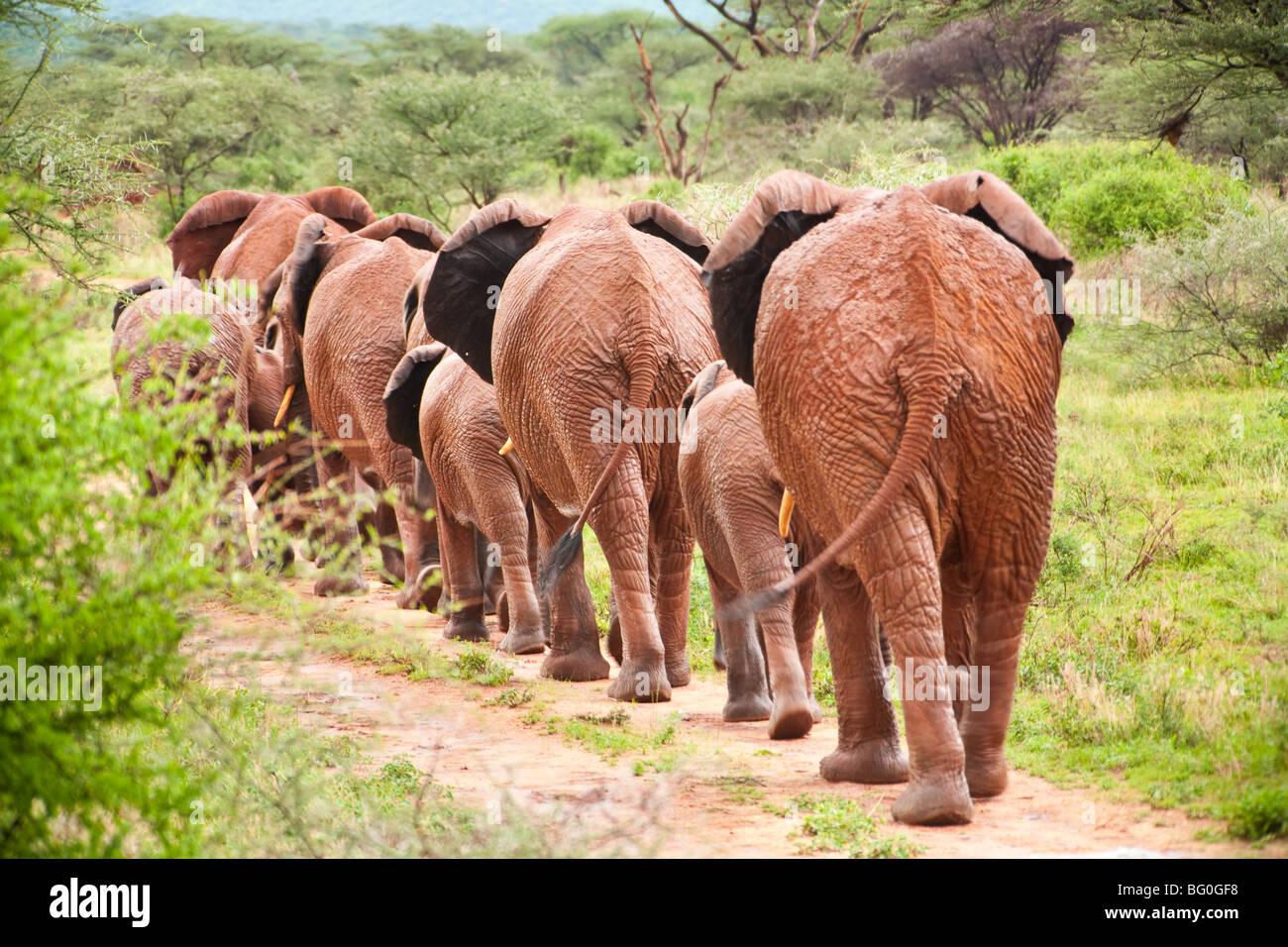 Several African Bush Elephants go away, Kenya national park. Stock Photo