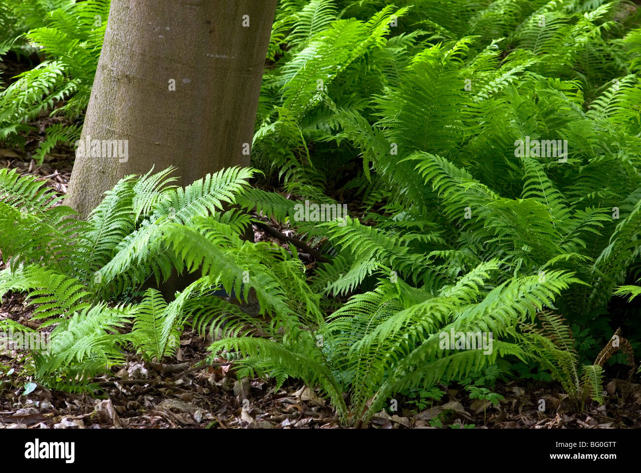 Matteuccia struthiopteris - Shuttlecock Fern - Plant in 10 L Pot main image 1