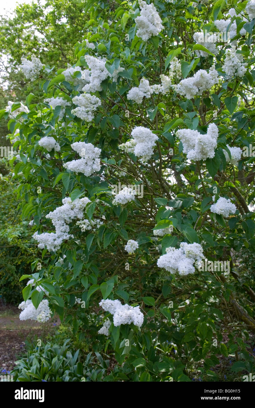 Madame lemoine lilac hi res stock photography and images Alamy