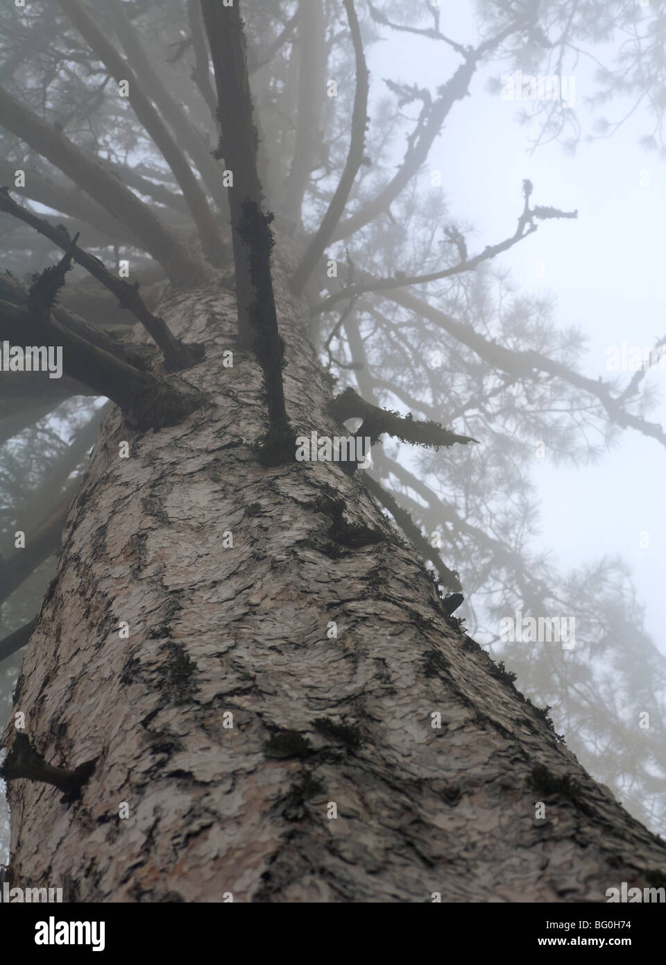 Dense fog and pine tree (view from below to top Stock Photo - Alamy