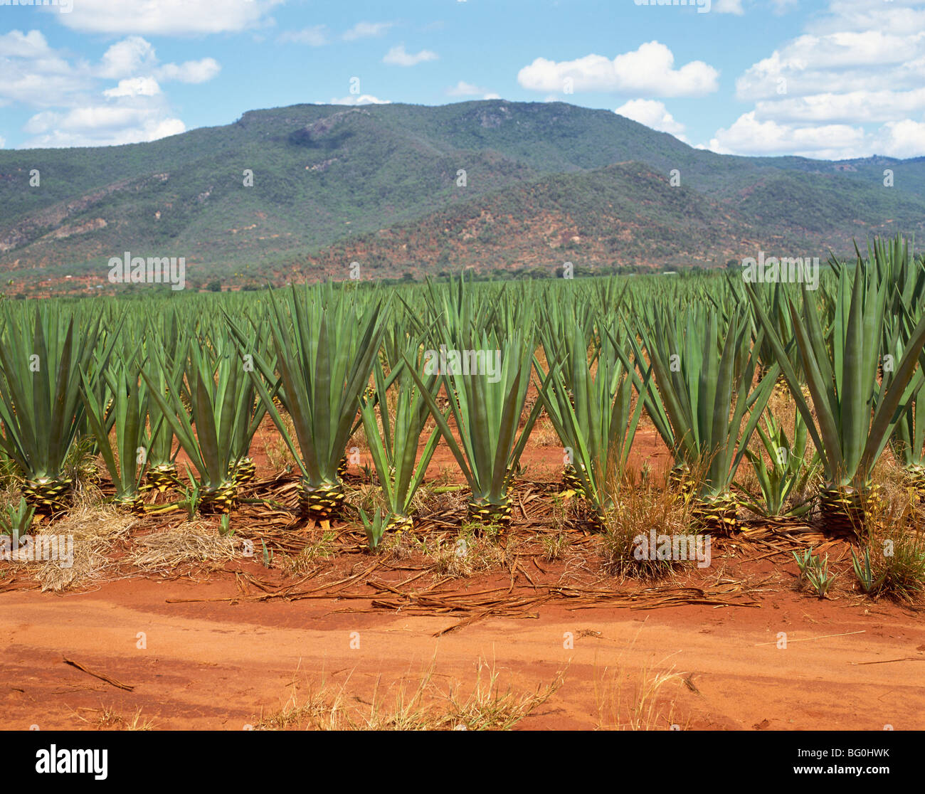 Sisal crop, Kenya, East Africa, Africa Stock Photo