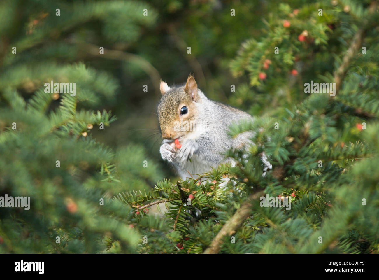 Grey squirrel feeding on Yew berries Stock Photo