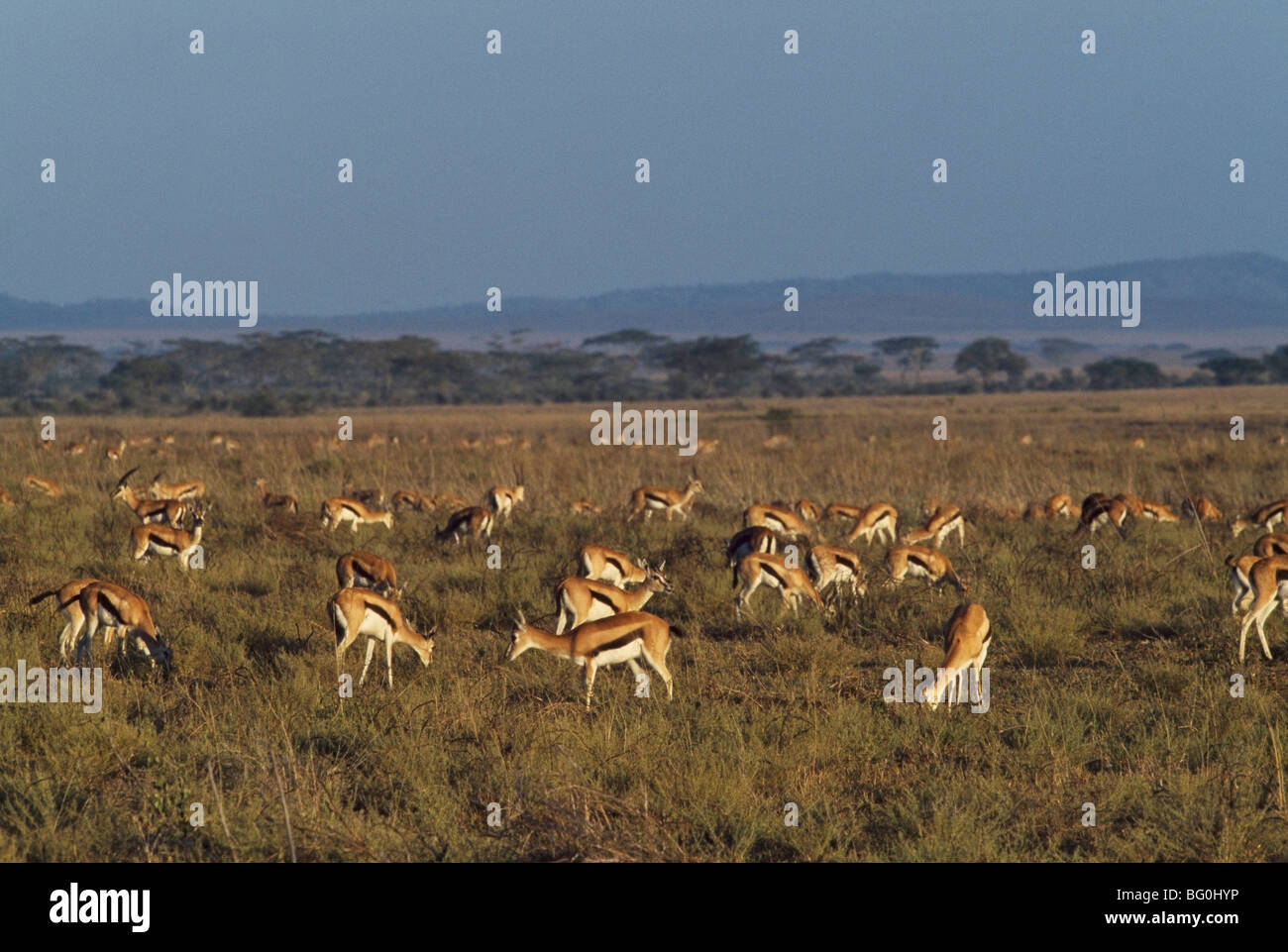 Herd of Thomson's gazelle grazing, Serengeti National Park, Tanzania ...