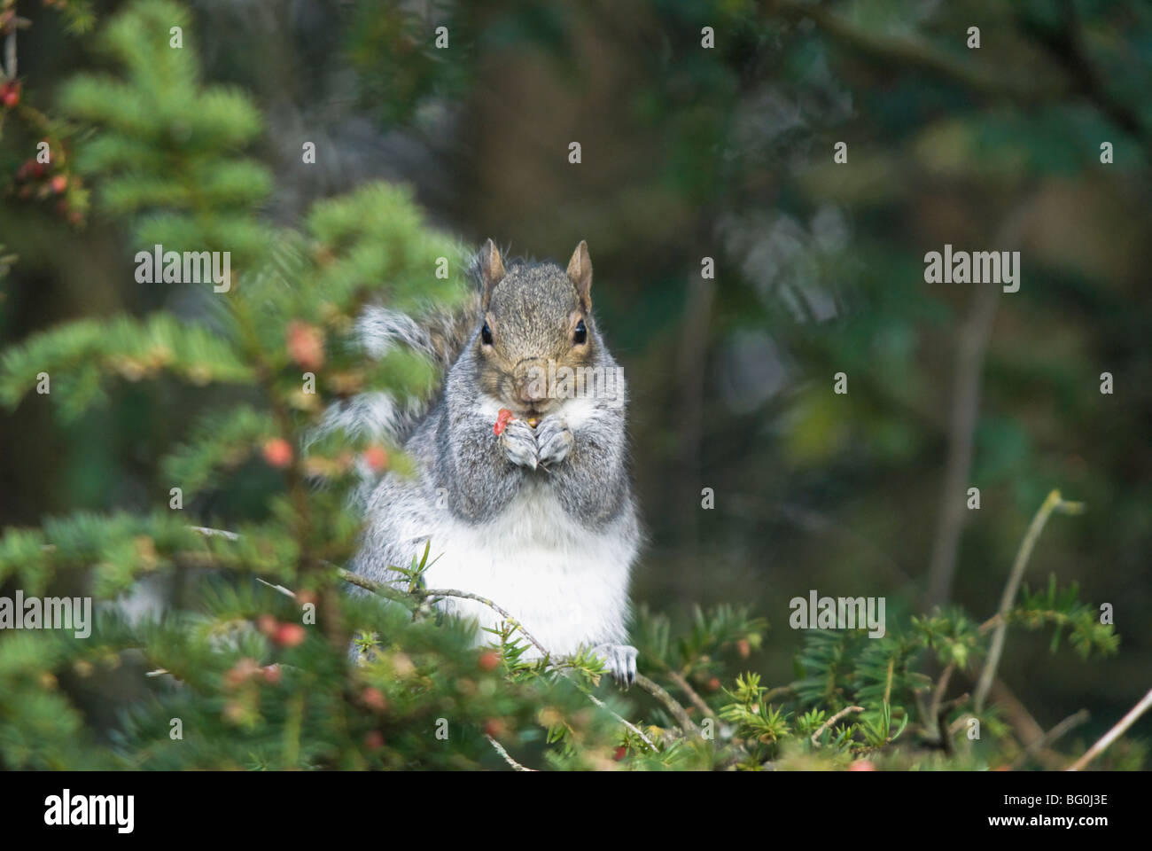 Grey squirrel feeding on Yew berries Stock Photo