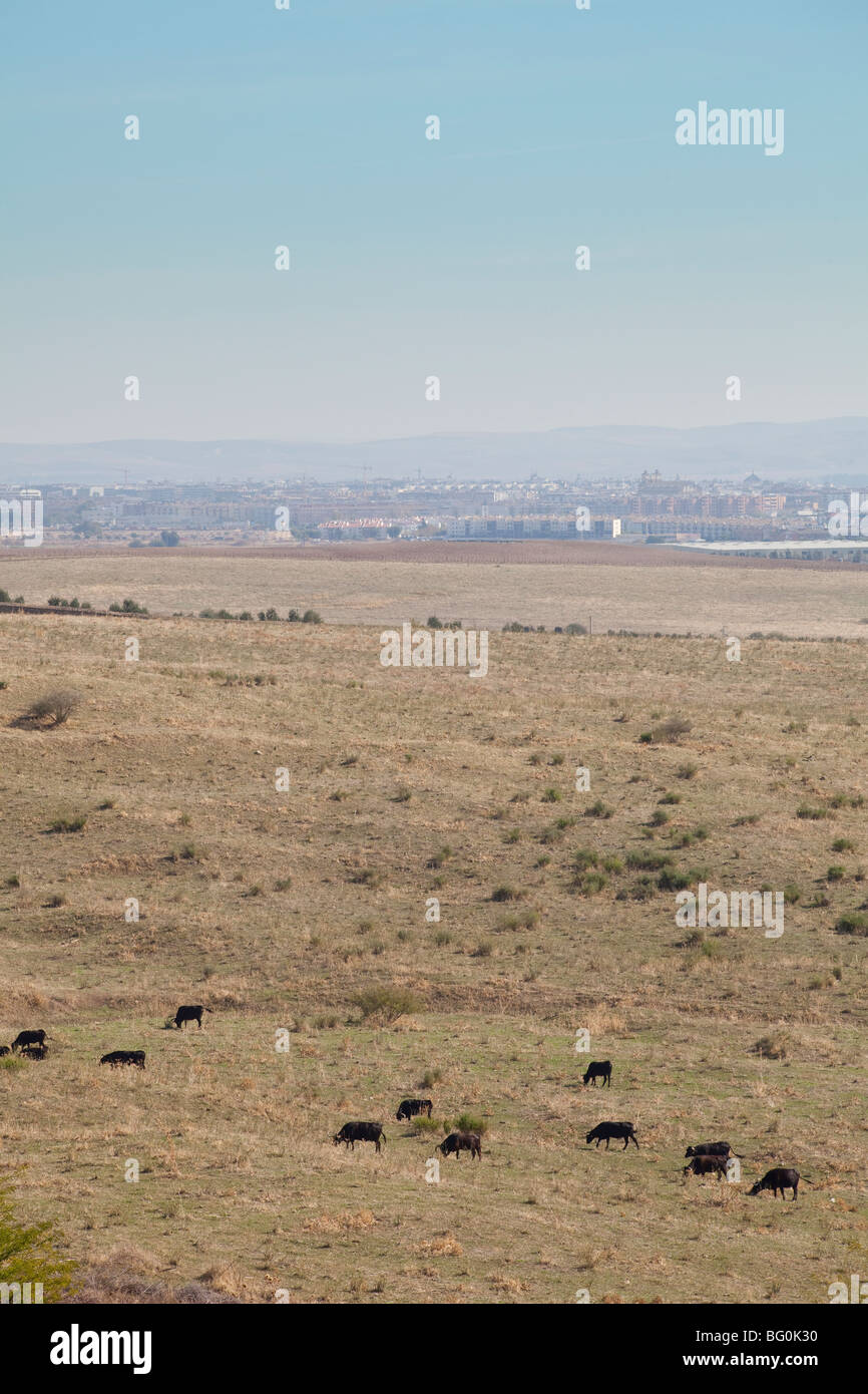 bulls raised for bullfighting in field outside Cordoba, Andalusia, Spain Stock Photo