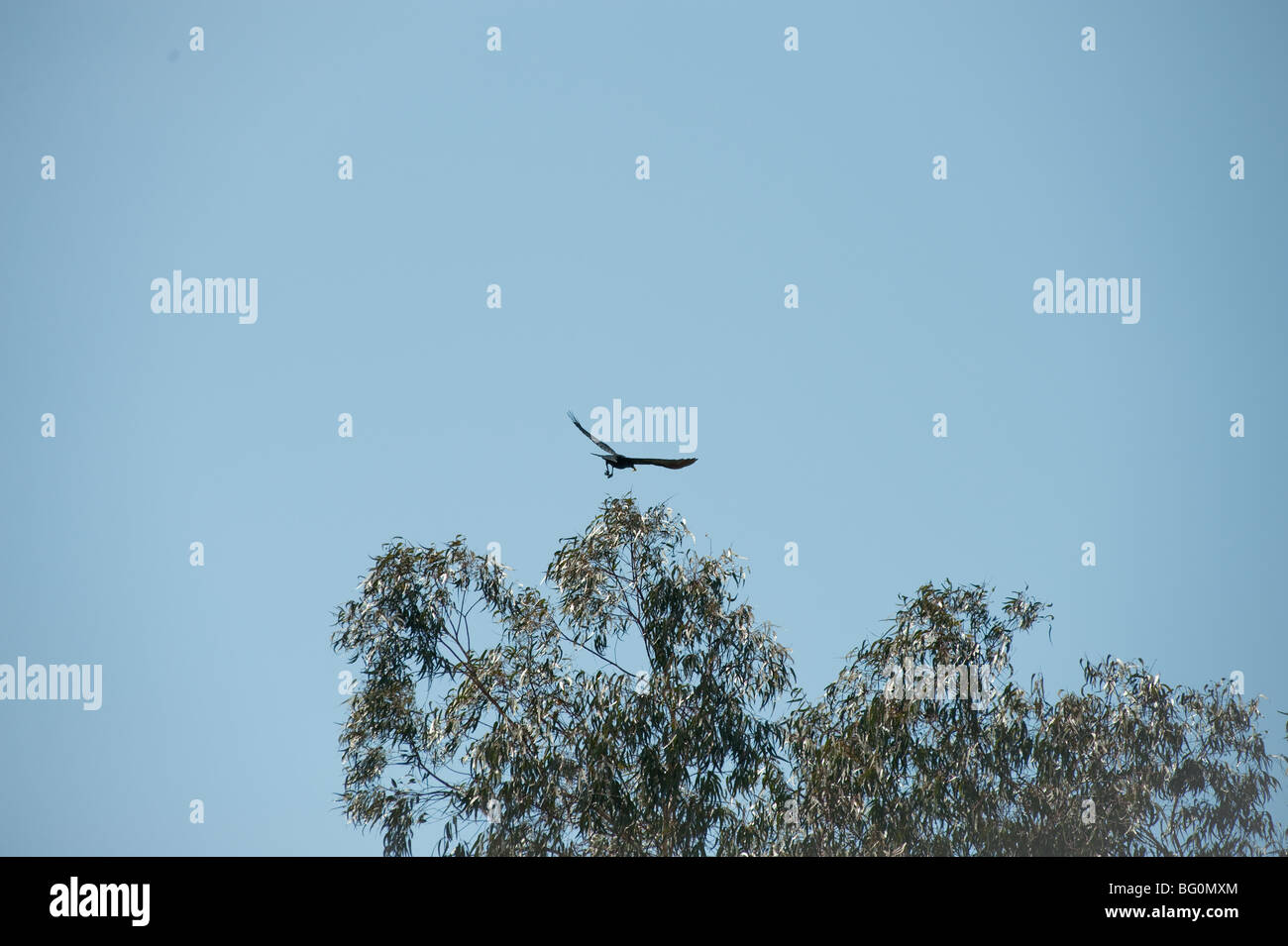 Crow landing hires stock photography and images Alamy