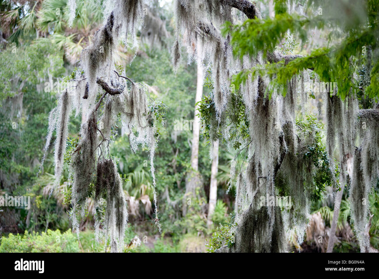 Jungle area in Florida just off the coast where Manatees roam during ...