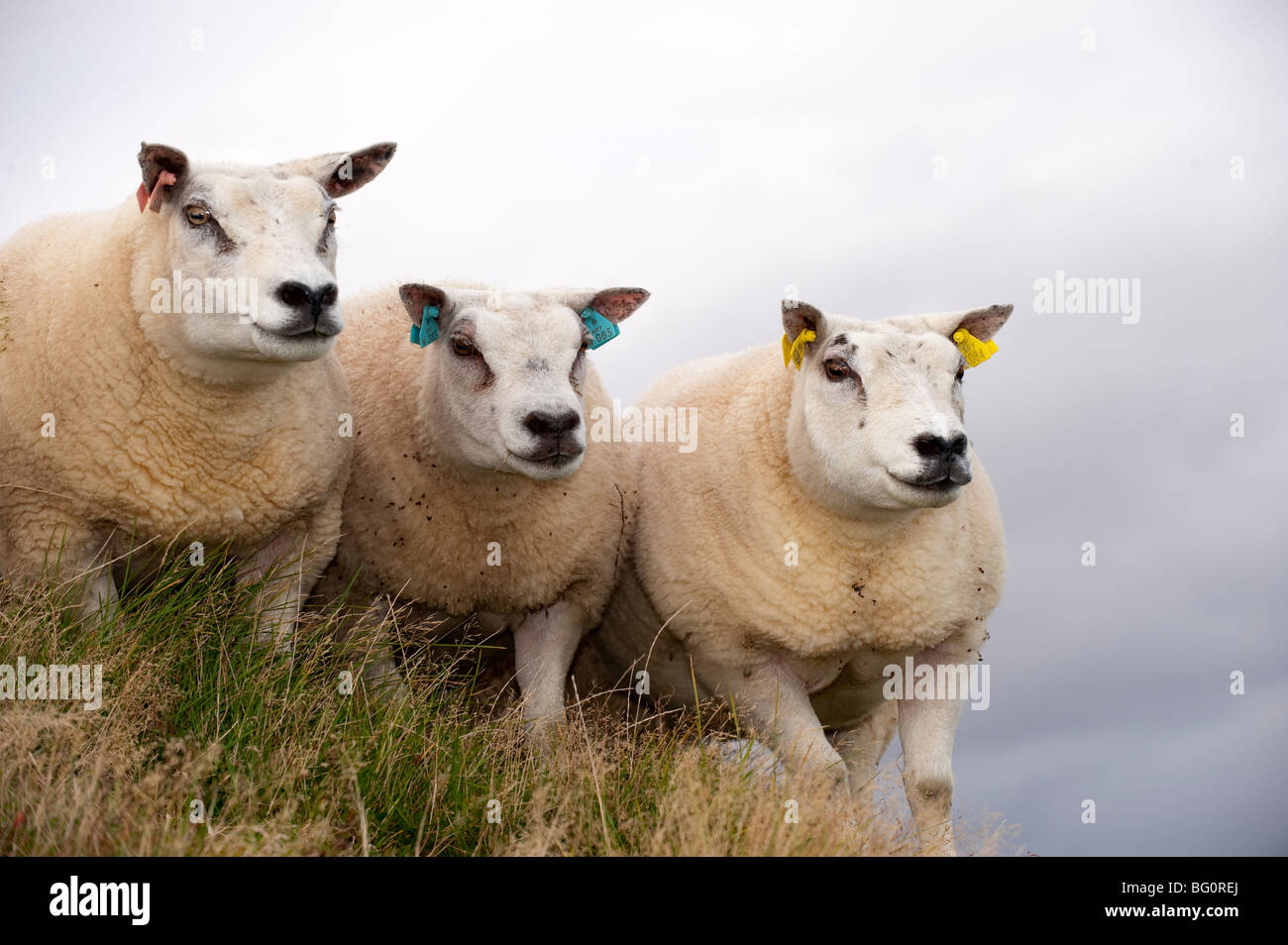 Beltex sheep in scottish countryside hi-res stock photography and images -  Alamy