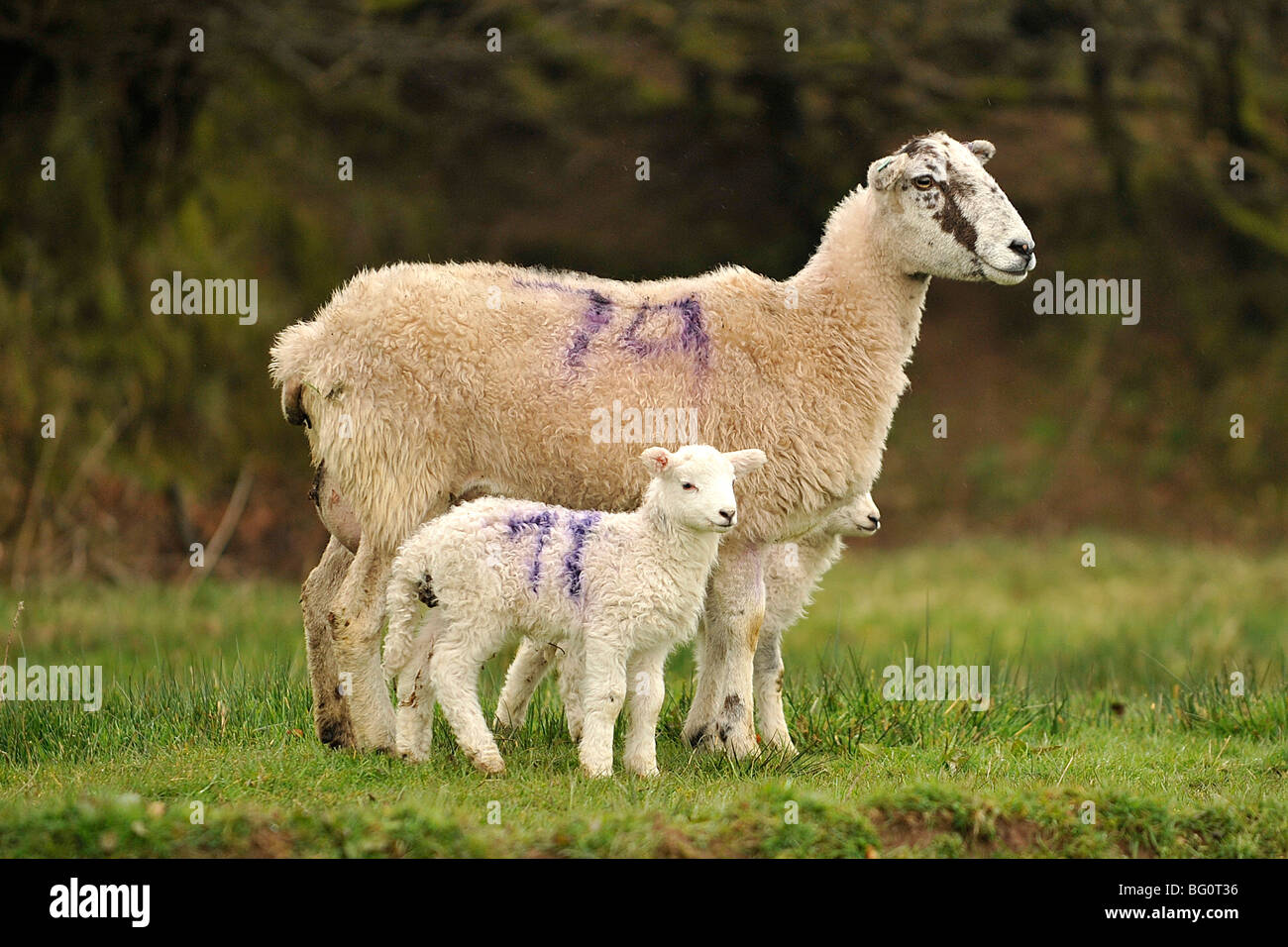 ewe and her twin lambs Stock Photo