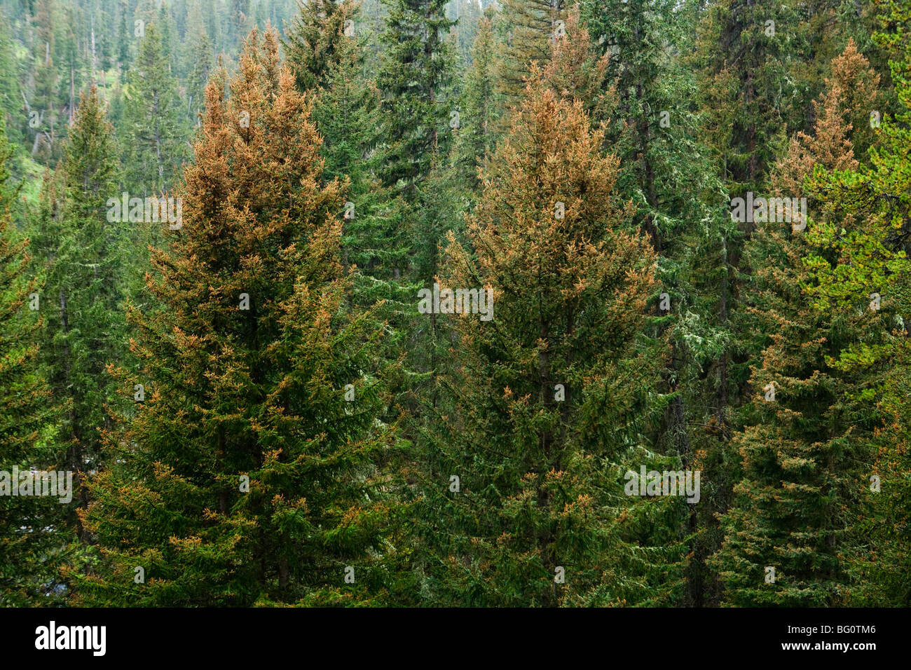 A conifer forest in Southwestern Montana showing the damage caused by Mountain Pine Beetles and climate change. Stock Photo