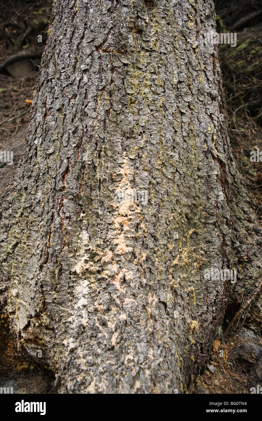 The base of a tree trunk showing the signs of a mountain pine beetle infestation, Southwestern Montana, USA. Stock Photo