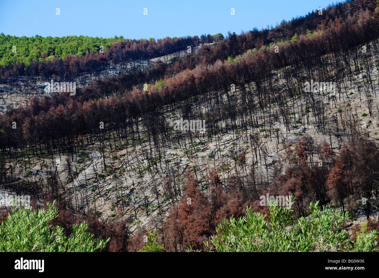 Forest fire devastation near Agnotas, Skopelos, Sporades Islands, Greek Islands, Greece, Europe Stock Photo