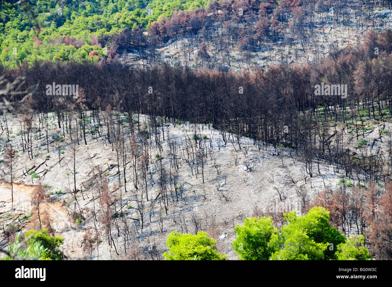 Forest Fire Devastation Near Agnotas, Skopelos, Sporades Islands, Greek 