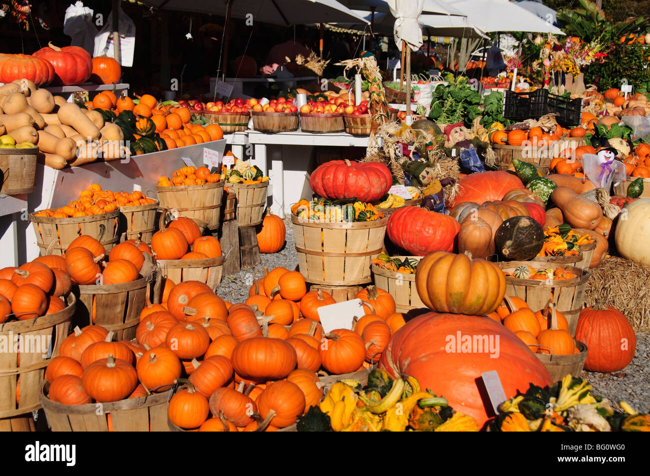 Pumpkins, The Hamptons, Long Island, New York State, United States of