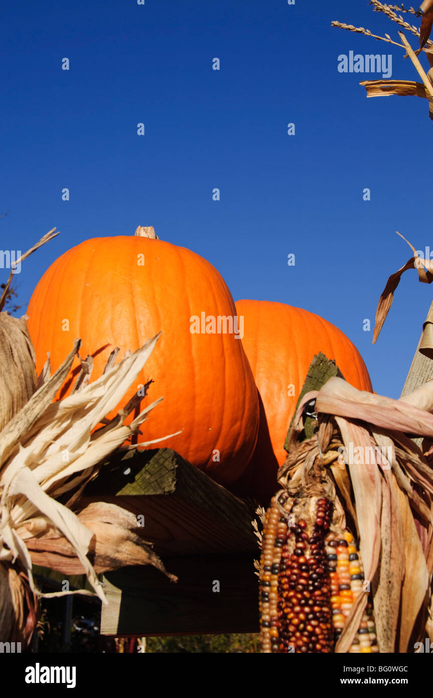 Pumpkins, The Hamptons, Long Island, New York State, United States of