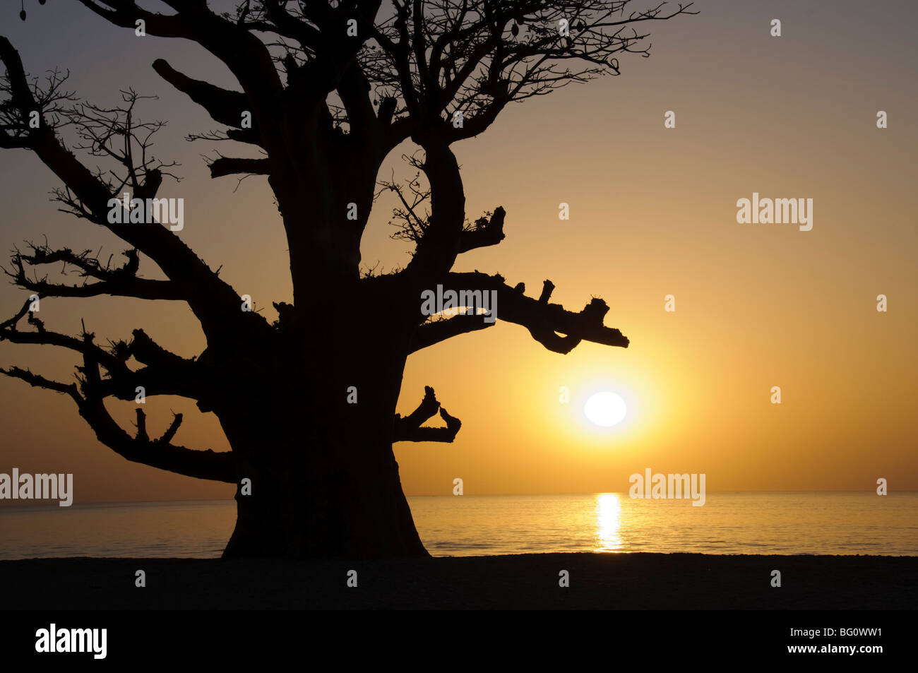 Baobab tree, Sine Saloum Delta, Senegal, West Africa, Africa Stock Photo