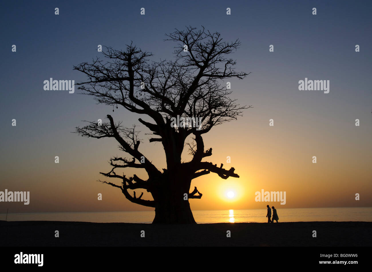 Baobab tree and couple walking, Sine Saloum Delta, Senegal, West Africa, Africa Stock Photo