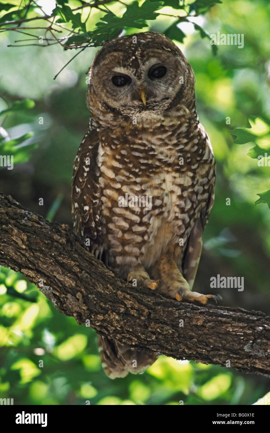 Mexican spotted owl on perch in gambel oak Stock Photo Alamy